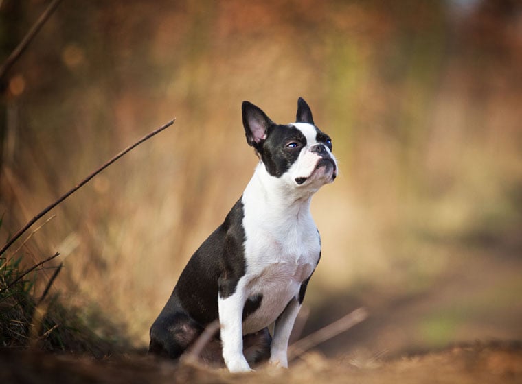 Boston Terrier im Rasseportrait | ZooRoyal Magazin