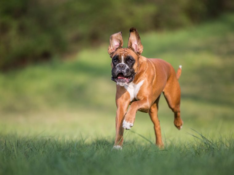 Hund - Charakter, Größe & Erziehung | Steckbrief