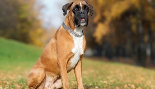 Boxer Hund