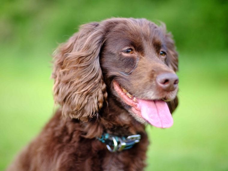 cocker spaniel