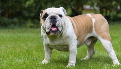 Englische Bulldogge