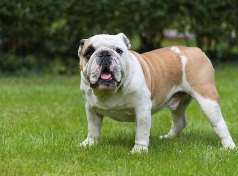 Adorable Old English Bulldog Mix Pitbull