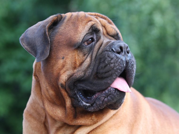 Bullmastiff & Erziehung | Steckbrief