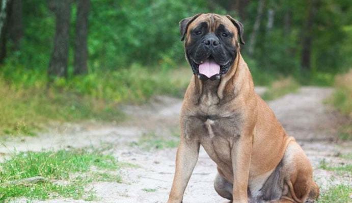 Mastiff Charakter, Größe & Erziehung Steckbrief