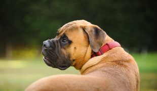 bullmastiff