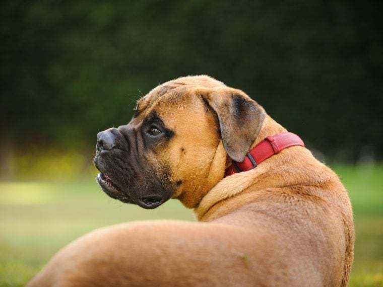 bullmastiff