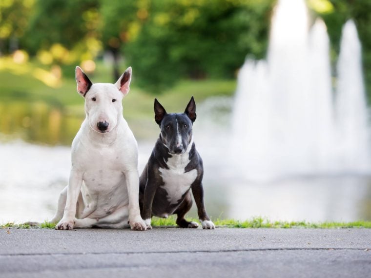 bullterrier