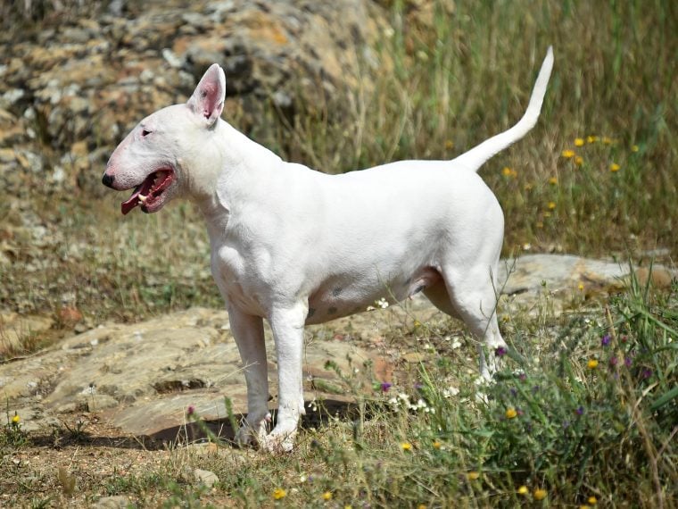 bullterrier