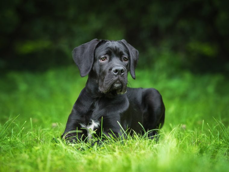 cane corso welpe