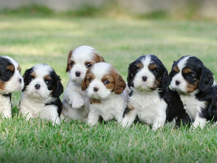 cavalier king charles spaniel welpen