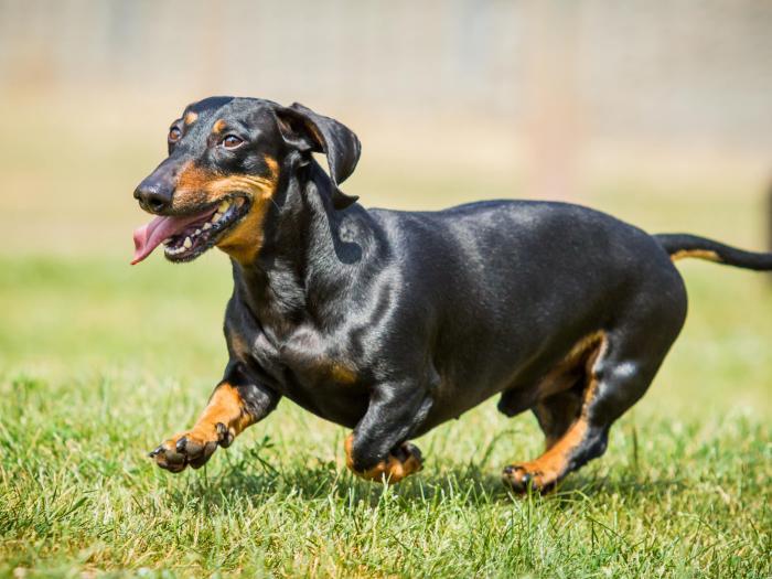 Dackel im Rasseportrait im Hunde Magazin ZooRoyal Magazin