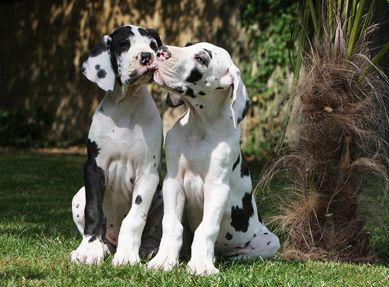 Deutsche Dogge Welpen