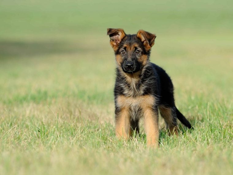 deuscher schäferhund welpe