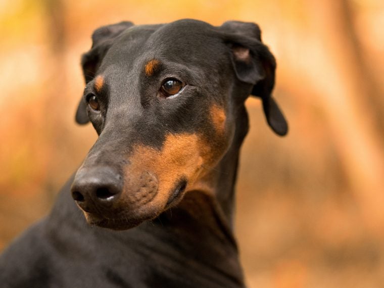 dobermann