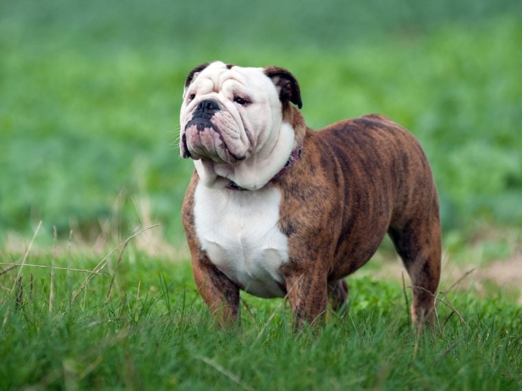 Englische Bulldogge