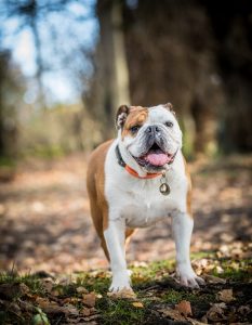 Englische Bulldogge