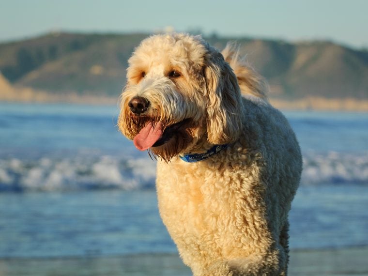 goldendoodle