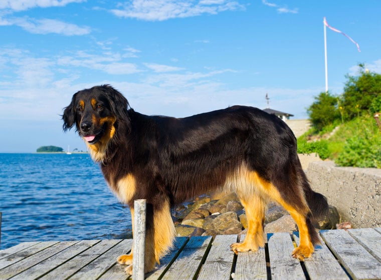 At interagere Følge efter cylinder Hovawart Rasseportrait im Hunde Magazin | ZooRoyal Magazin