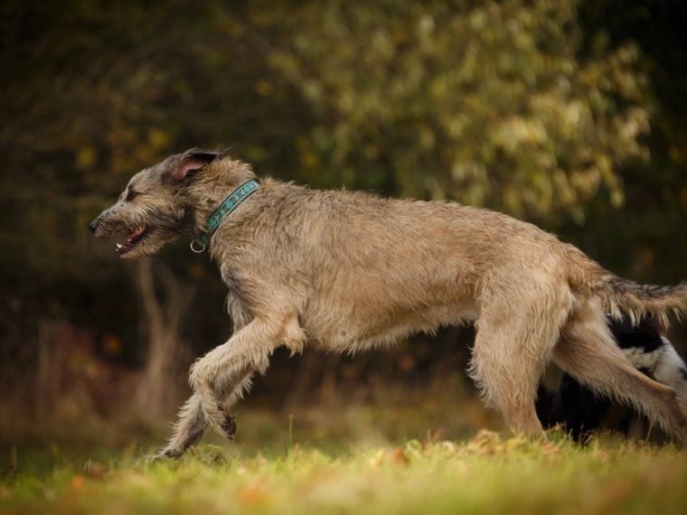 irischer wolfshund