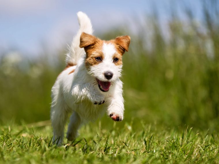 jack russell terrier