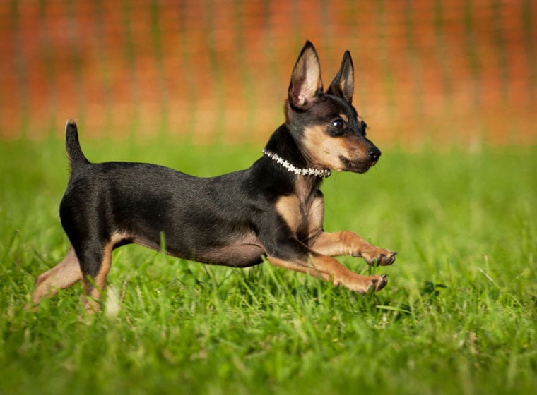 chihuahua rattler mix