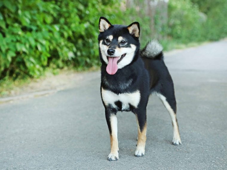 shiba inu