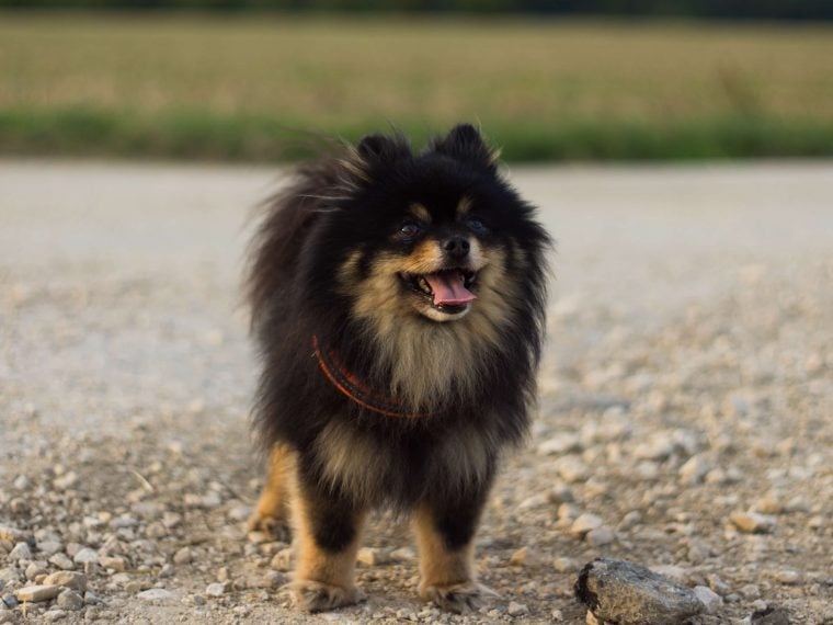 Pomeranian