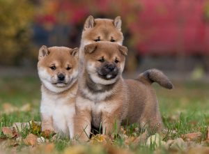 Shiba Inu Welpen