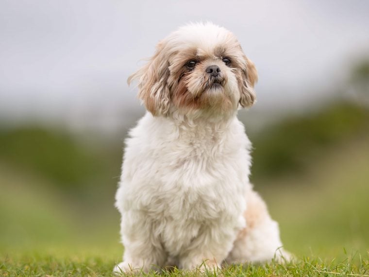 shih tzu