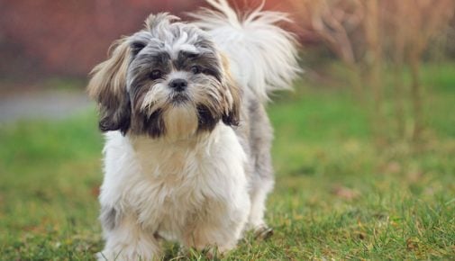 Shih Tzu