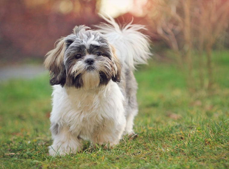 99+ Shih Tzu Pekingese Mix