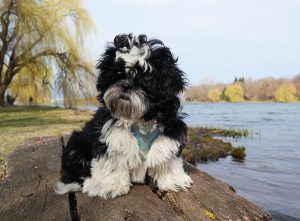 Featured image of post Shih Tzu Hund Charakter
