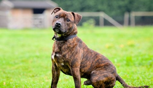 Staffordshire Bullterrier