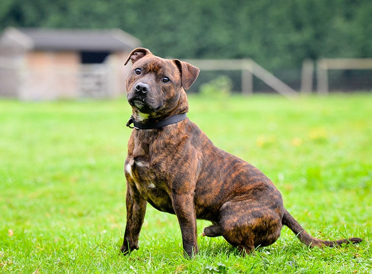 Staffordshire Bullterrier Charakter, Größe Erziehung | Steckbrief