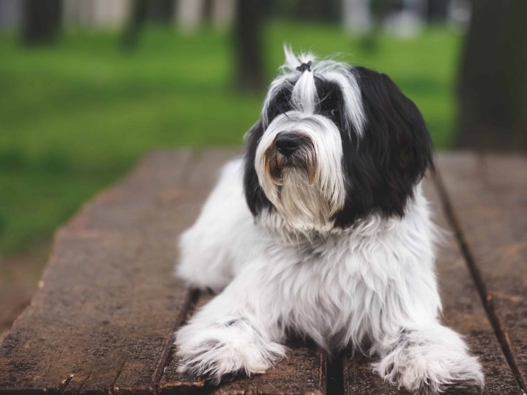 tibet terrier