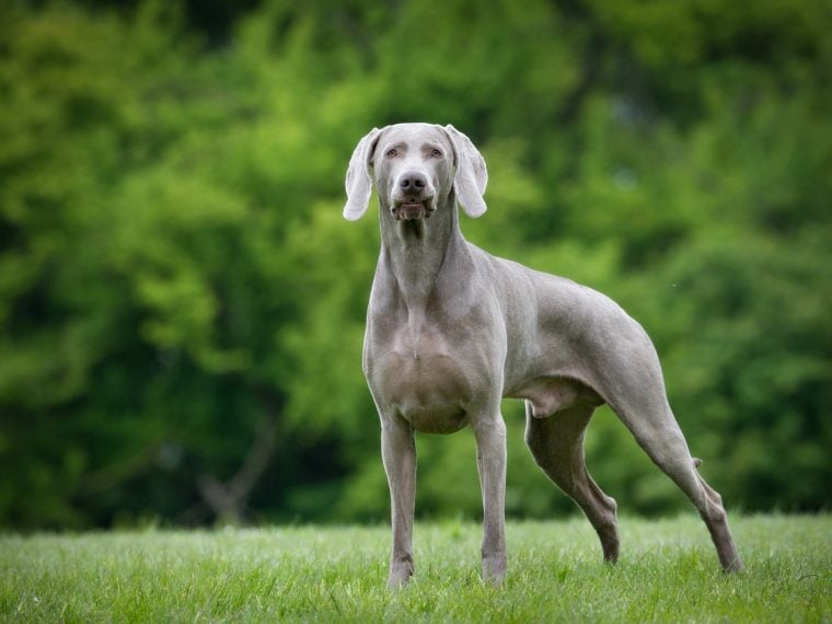 weimaraner