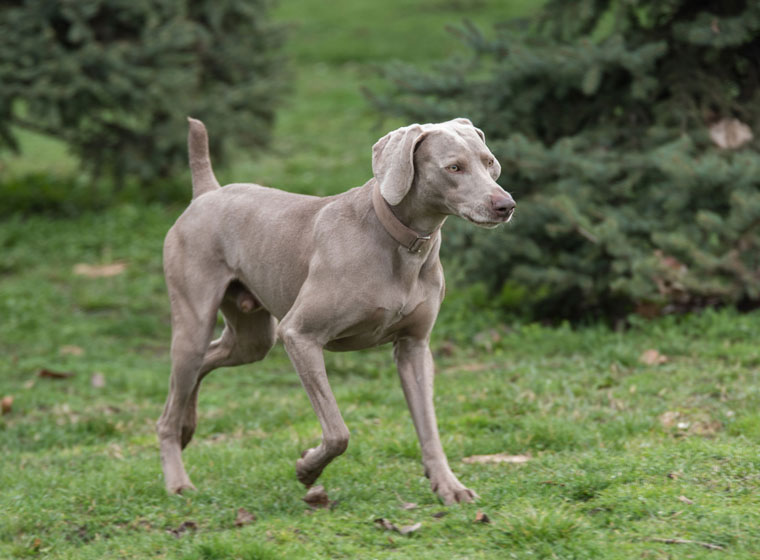 Weimaraner Rasseportrait ZooRoyal Hunde Magazin