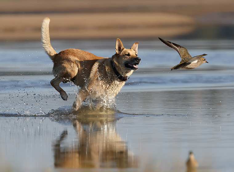 Jagdtrieb Bei Hunden Tipps Zur Abgewöhnung Zooroyal Magazin