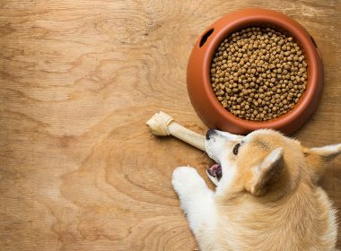 Futterumstellung Hund