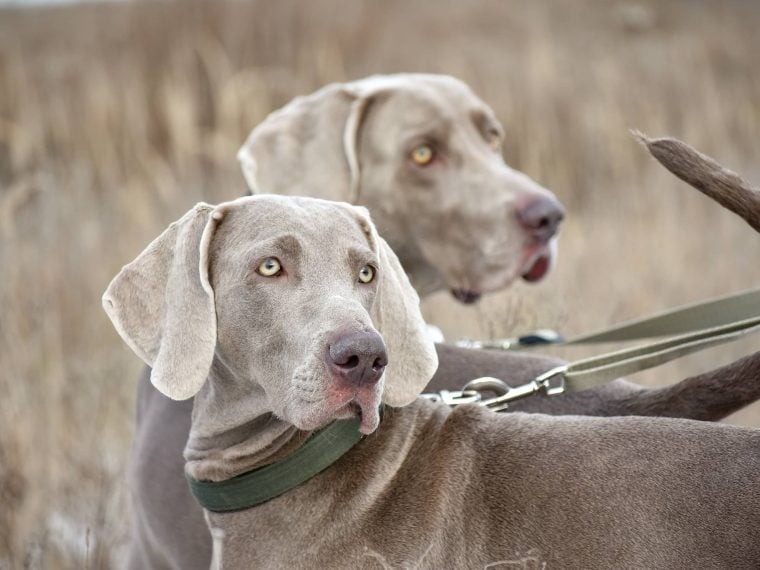 weimaraner