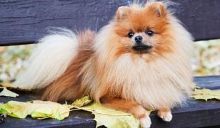 Pomeranian