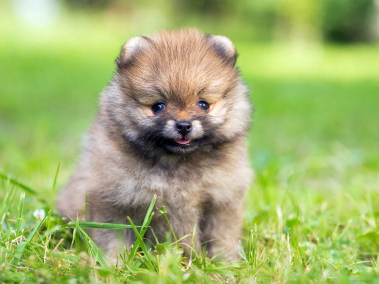 Pomeranian Welpe