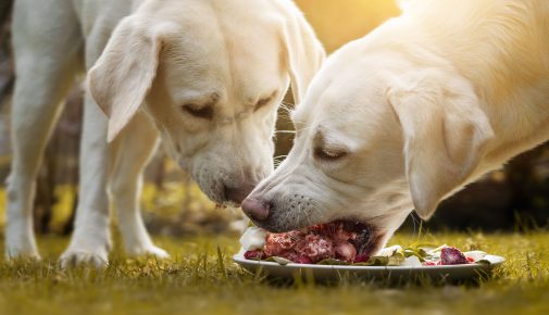 Futterumstellung bei Hunden