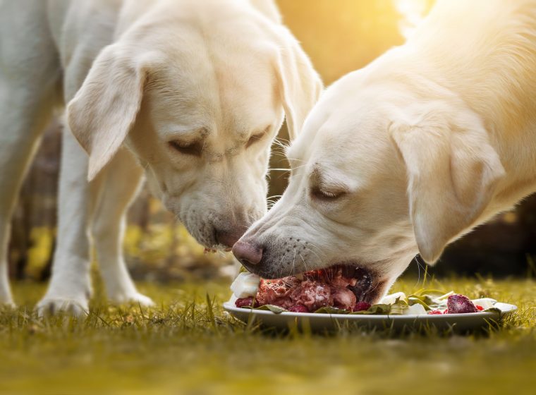 Futterumstellung bei Hunden