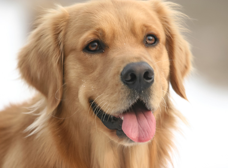 welche farbe hat ein golden retriever