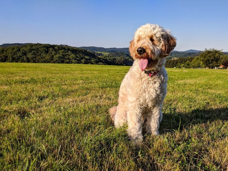 Goldendoodle