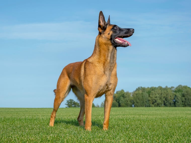 Malinois stehend