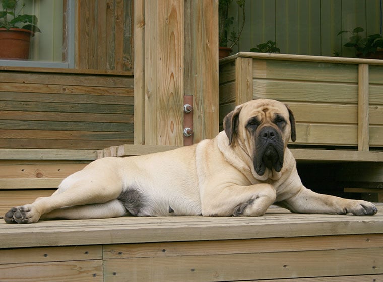 Mastiff kaufen