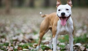 American Staffordshire Terrier