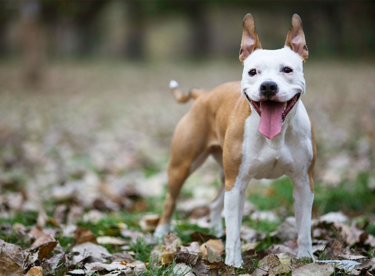 45+ American Staffordshire Terrier Blue Fawn